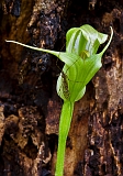 Pterostylis alpina Mountain Greenhood and bug